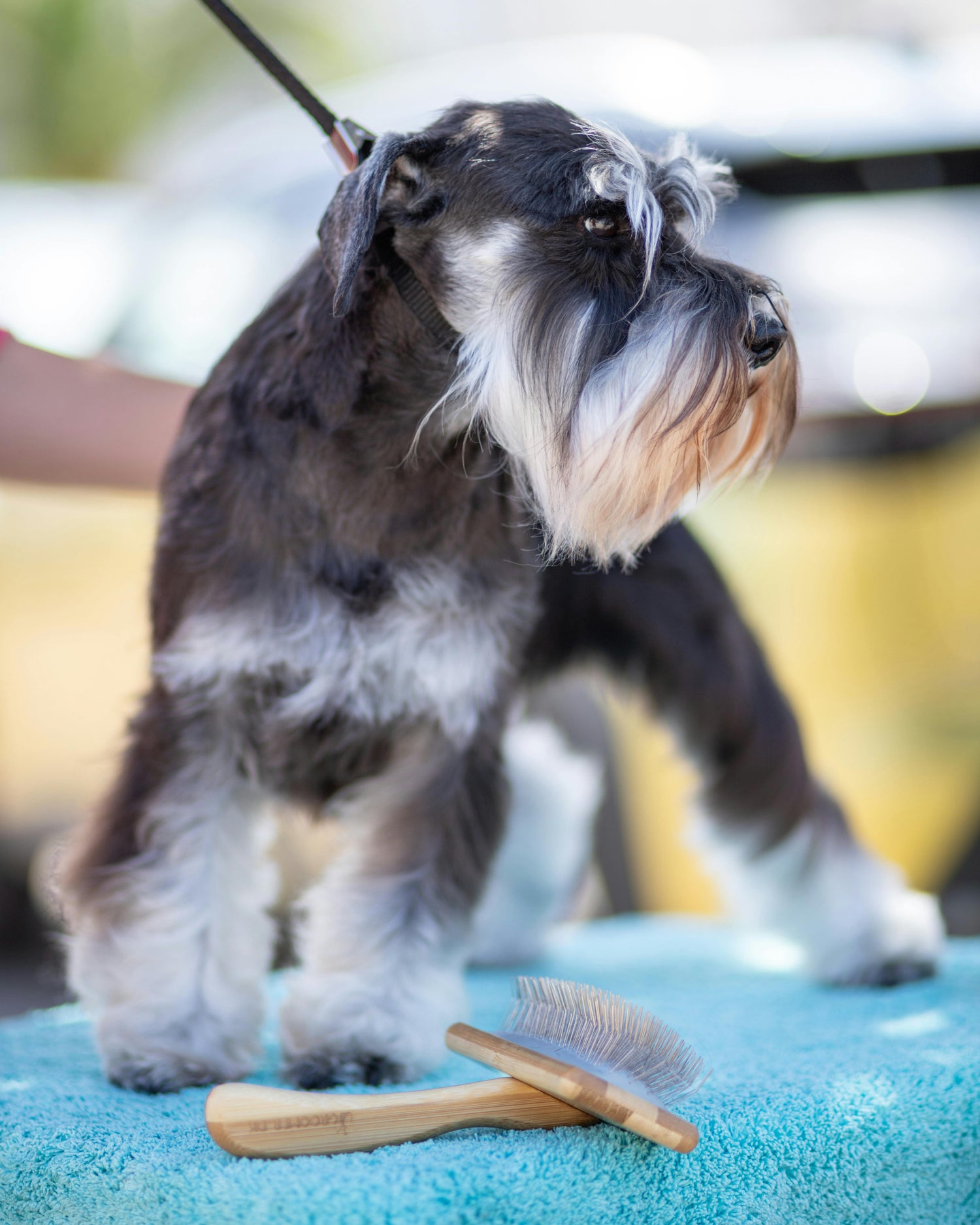 Pet supplies